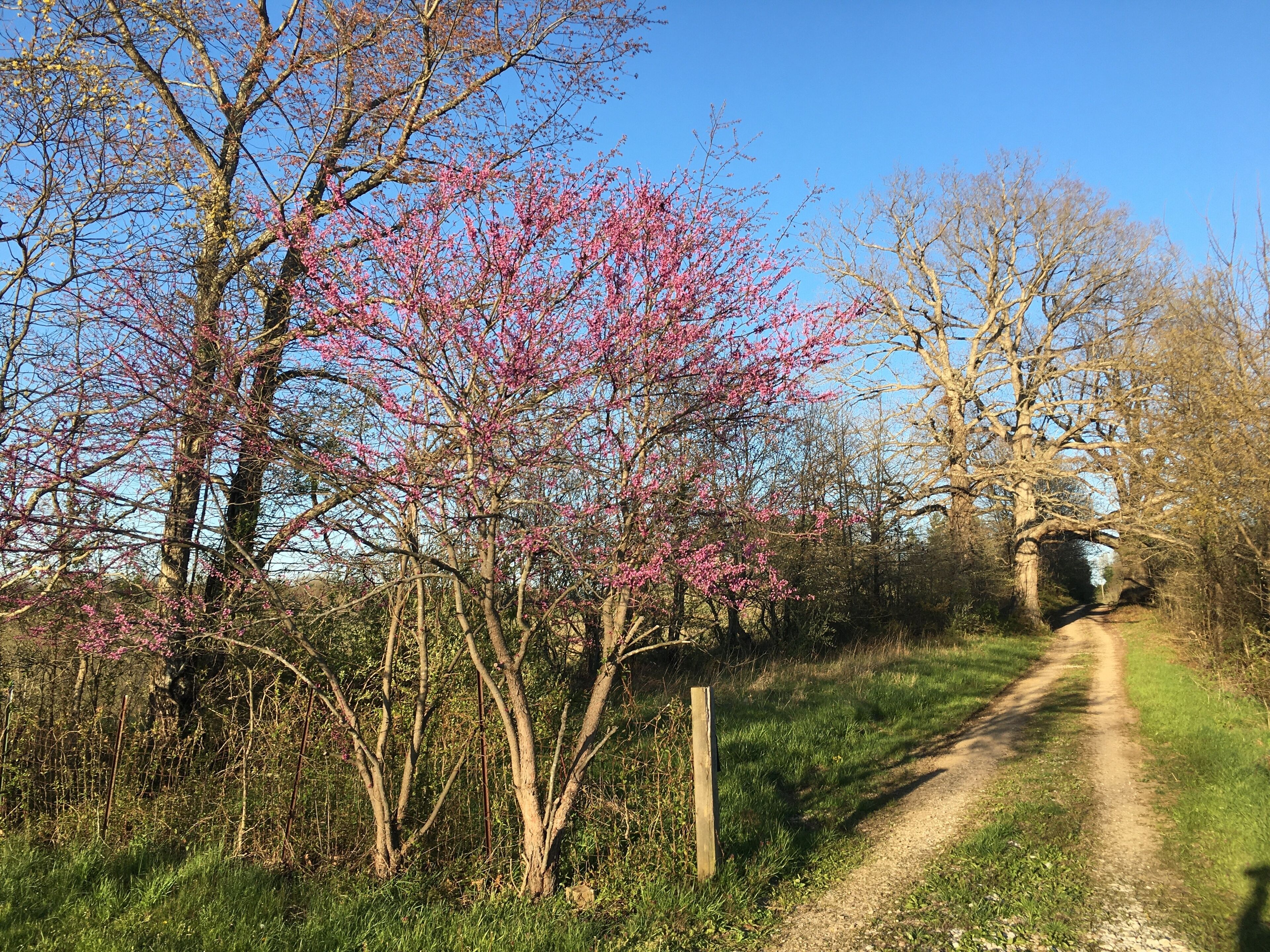 Ein ländlicher Feldweg, gesäumt von blühenden Bäumen, führt zu einer Steinbrücke.
