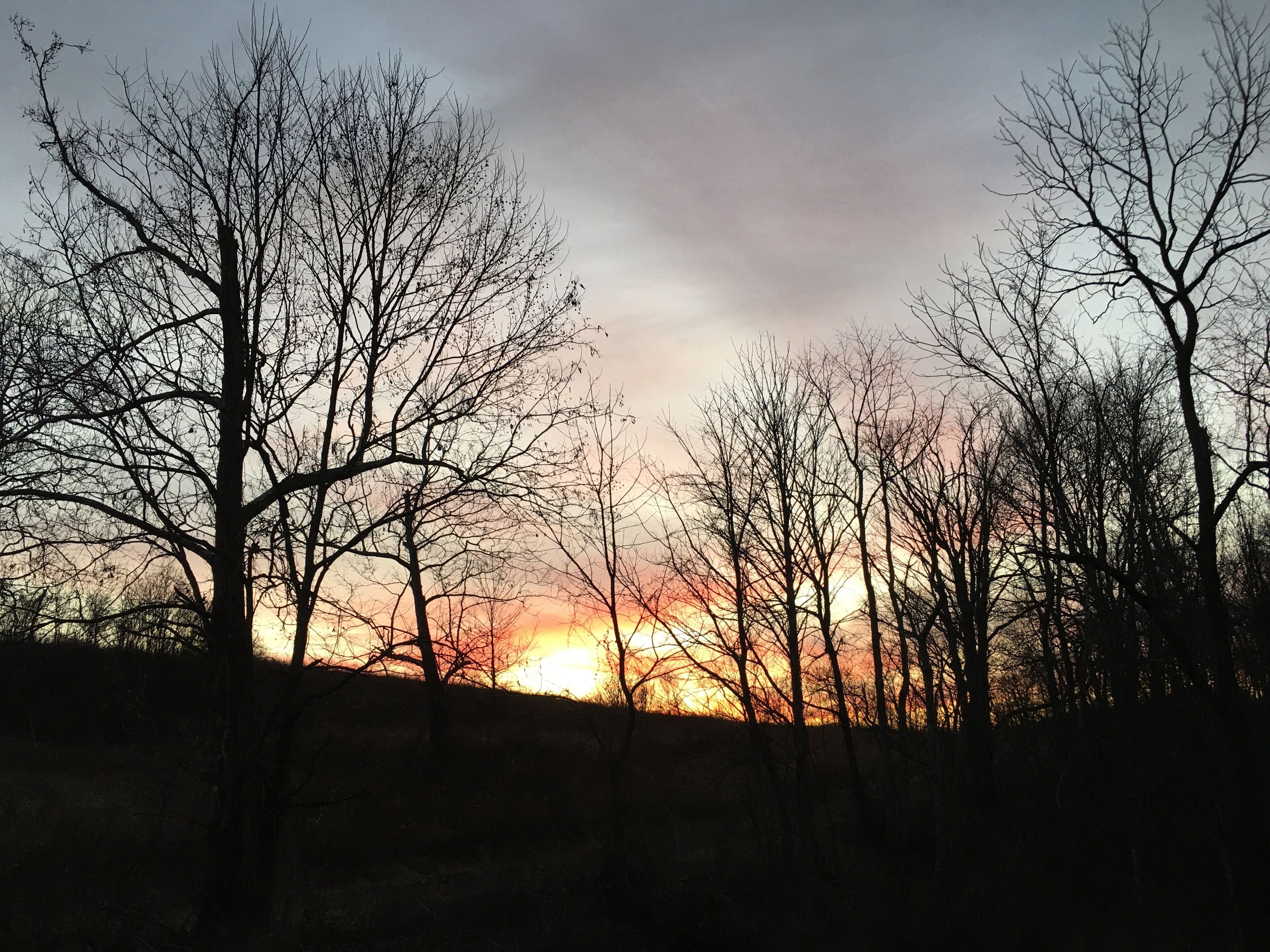 A silhouette of leafless trees against a sunset.