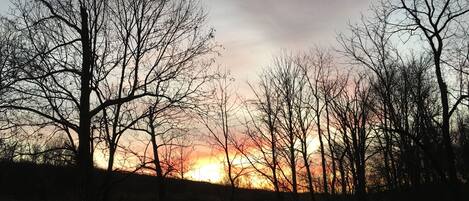 A silhouette of leafless trees against a sunset.
