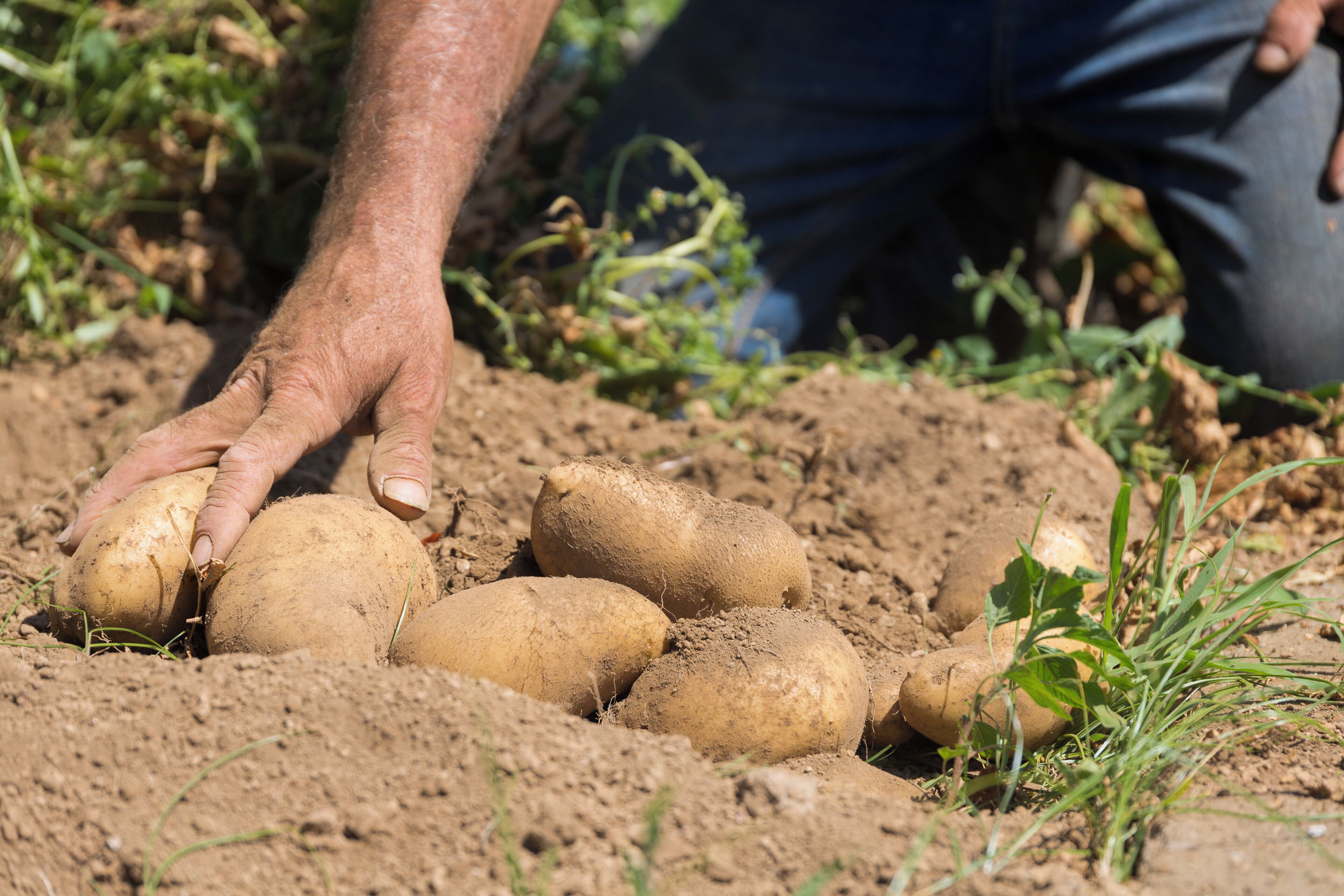 A close-up of hands harvesting potatoes from the soil.