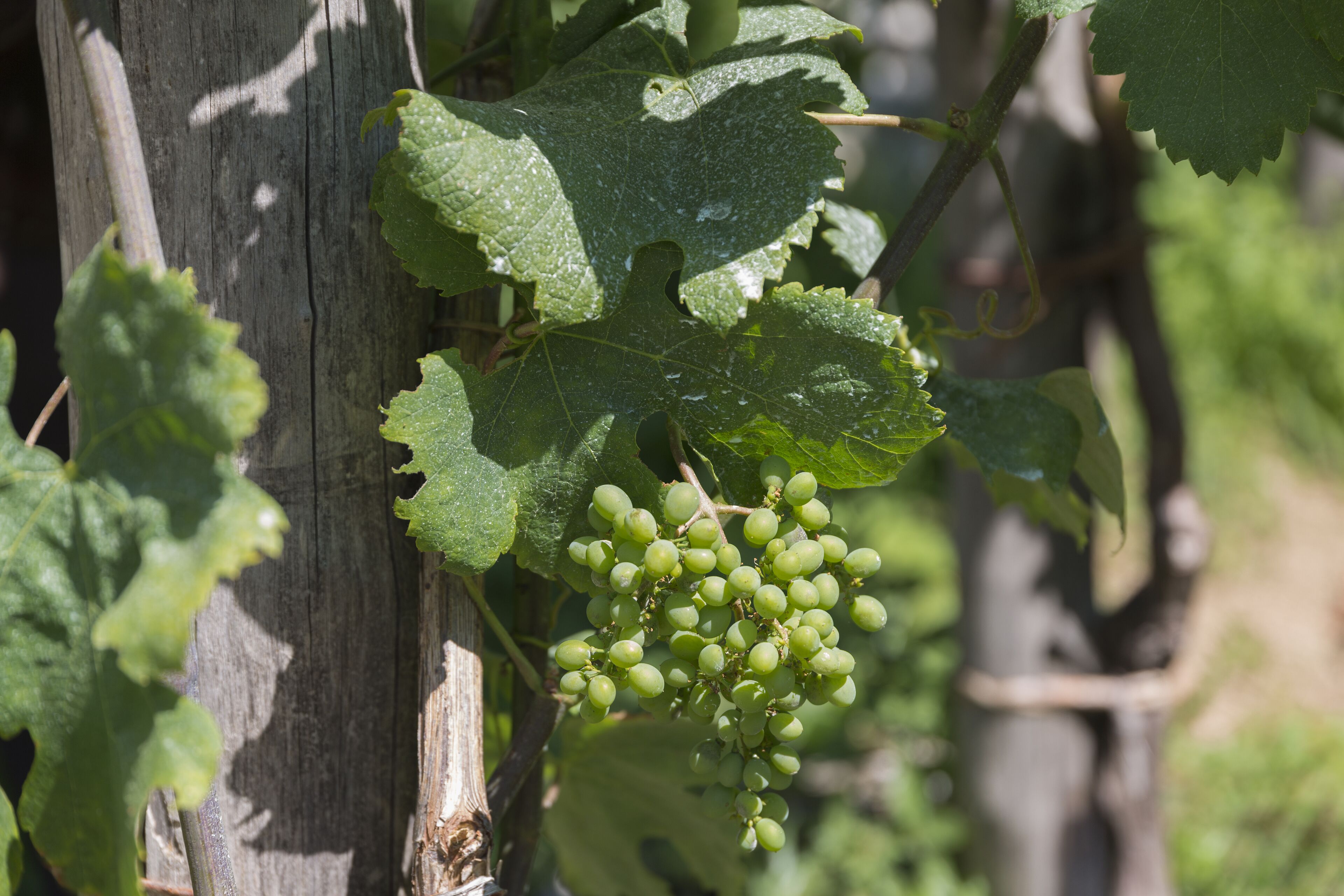 A cluster of green grapes on a vine with large leaves, set against a wooden structure.