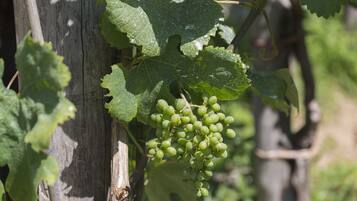 A cluster of green grapes on a vine with large leaves, set against a wooden structure.