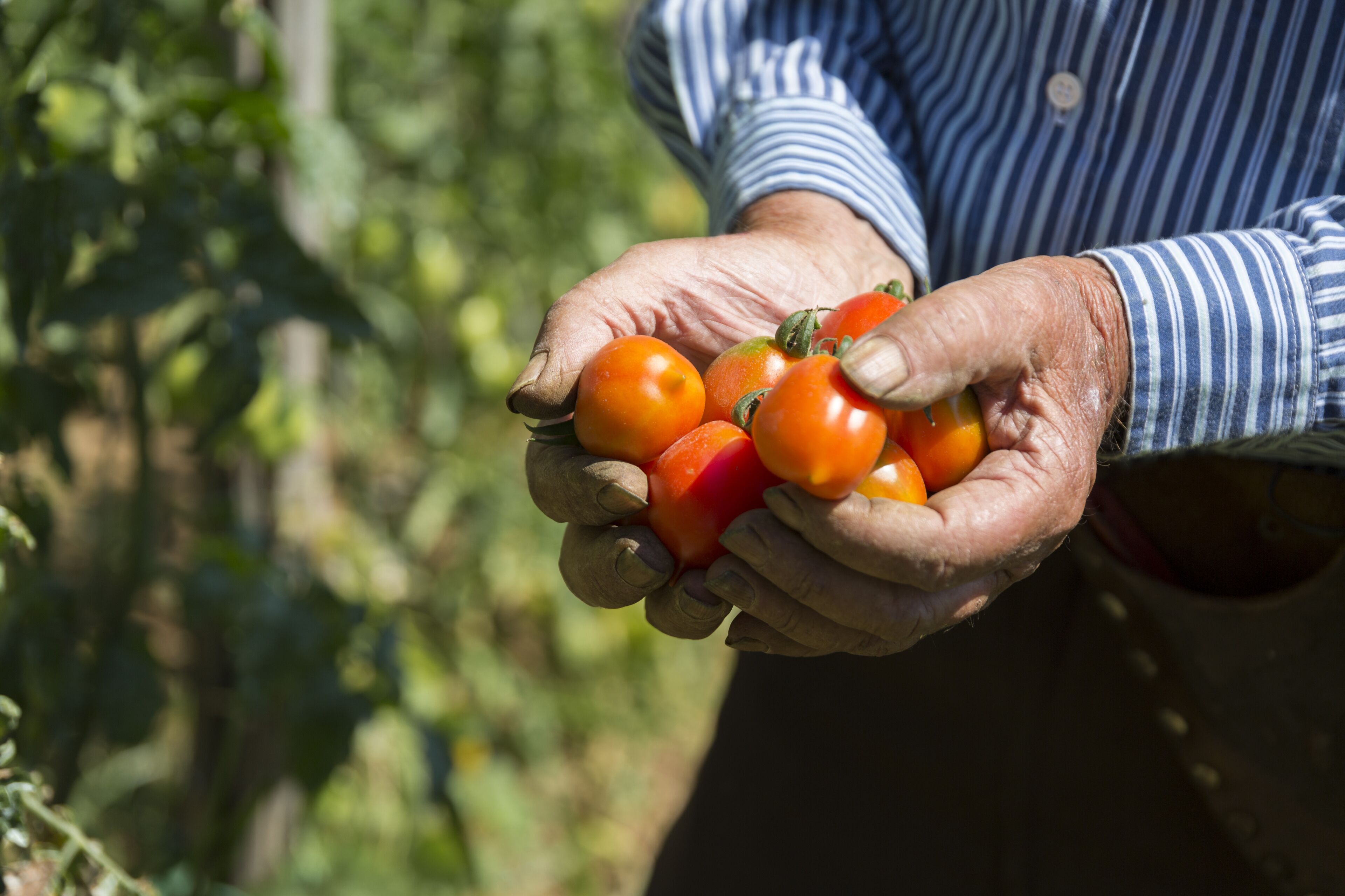A person holding several tomatoes.