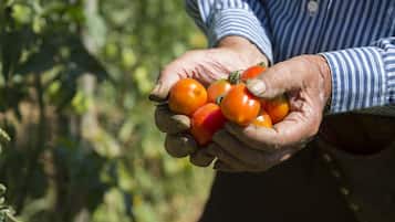 A person holding several tomatoes.