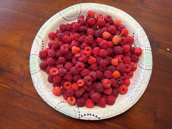 A bowl of raspberries on a patterned plate. - Fenced Backyard | Near Mall & Hospitals (39) (Boise)