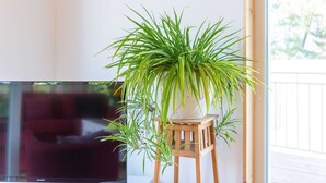 A potted plant on a wooden stool near a window. - Tranquil Holiday Home in Winsen near River (Winsen an der Aller)