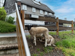 apartman | Kert