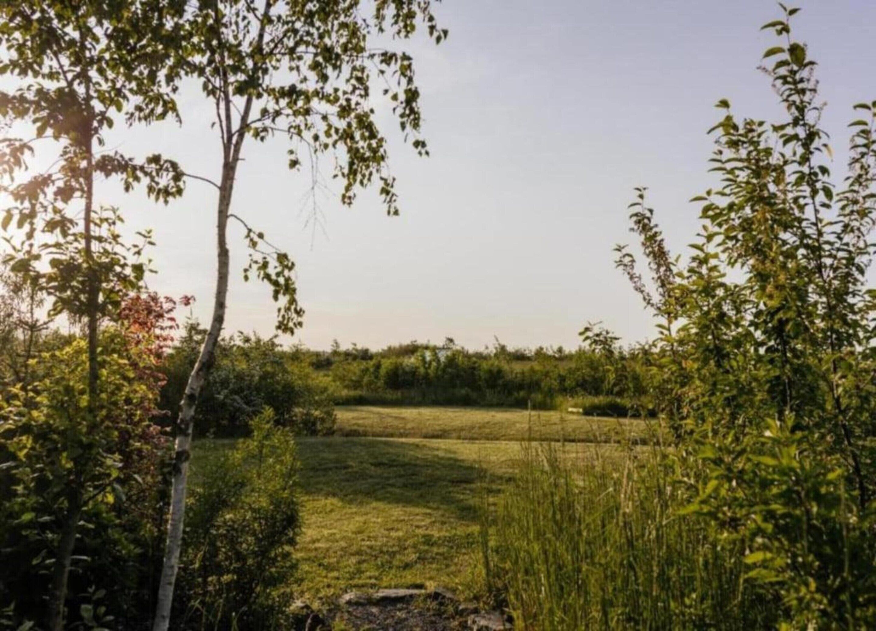 Een natuurlijk landschap met een grasveld, bomen en een heldere lucht.