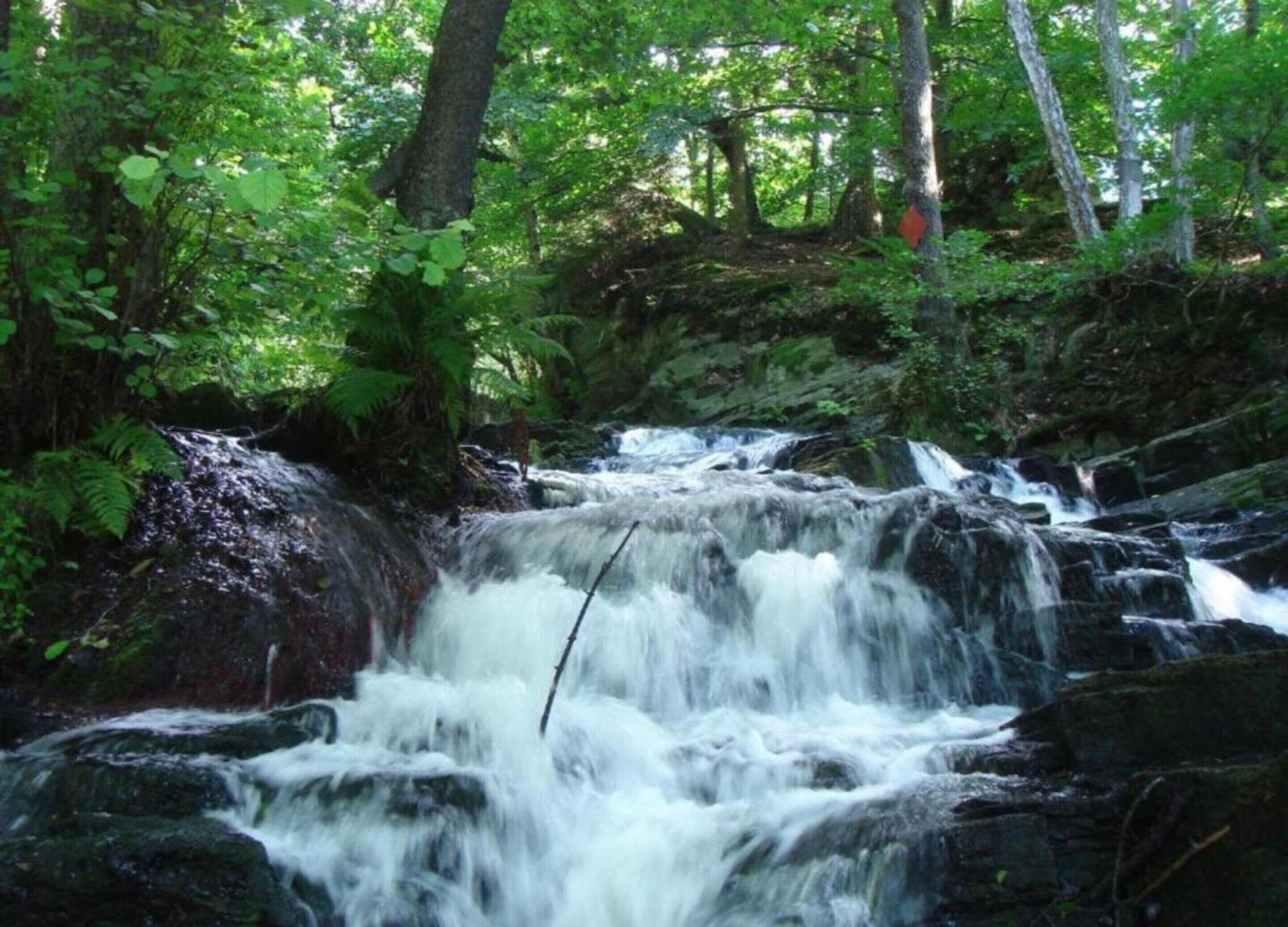 A waterfall in a forested area with dense greenery and trees.