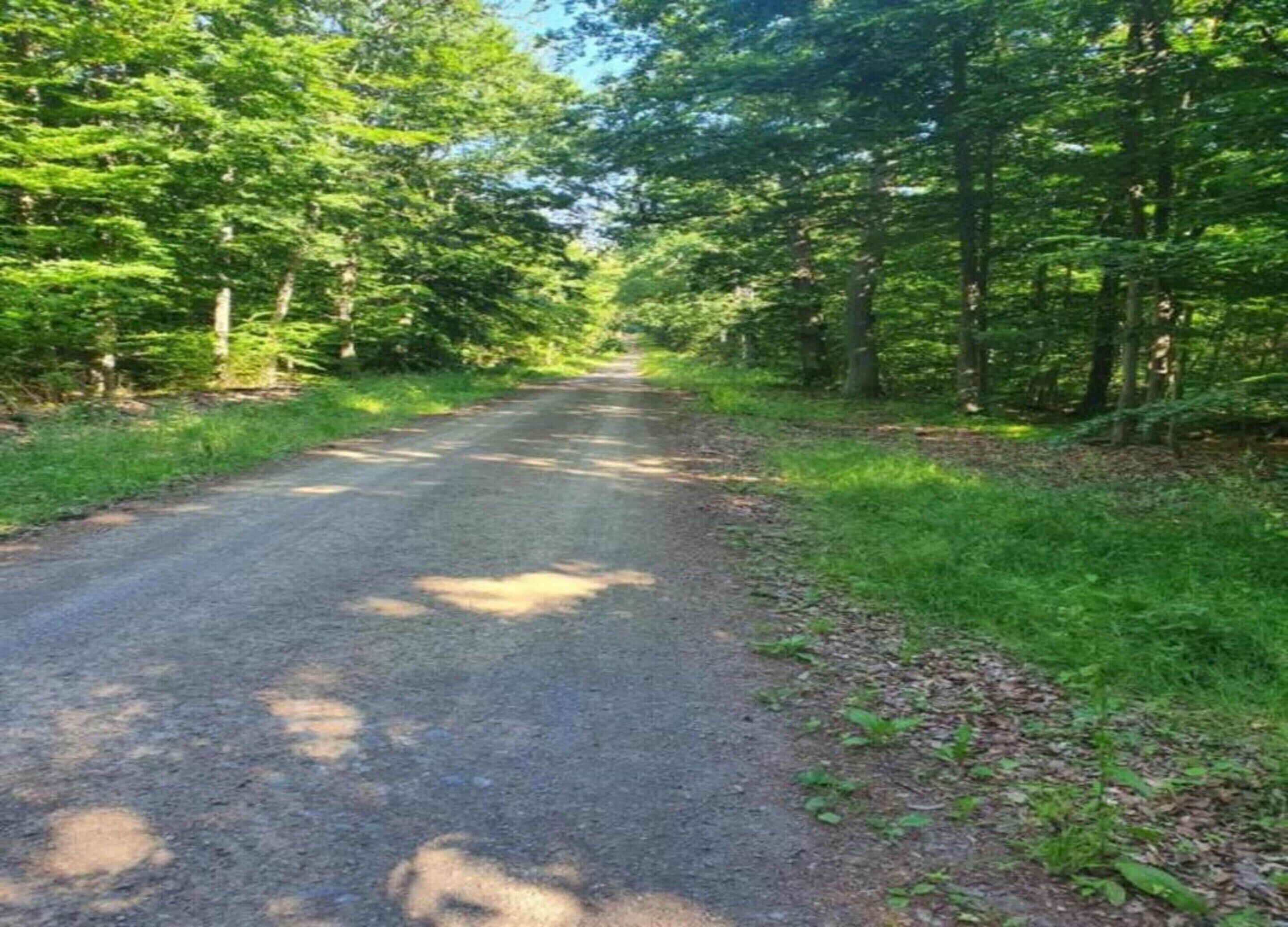 A paved road flanked by dense green foliage.