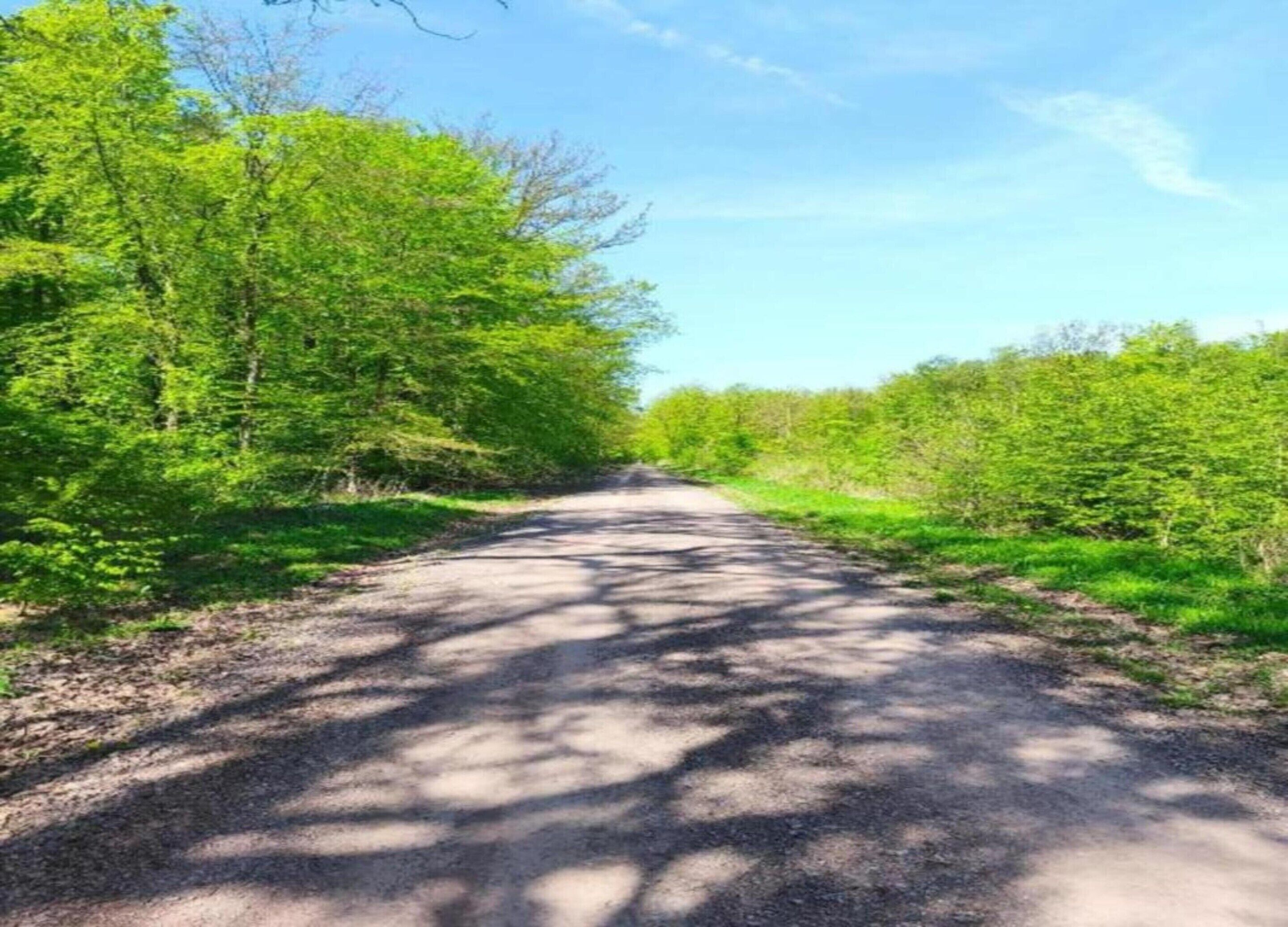 A paved road flanked by dense green foliage under a clear sky.