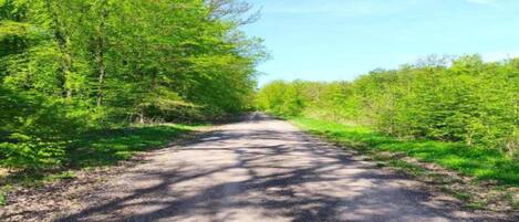A paved road flanked by dense green foliage under a clear sky.