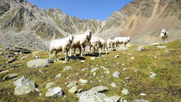 A group of sheep on a grassy mountain slope with rocky terrain and mountains in the background.