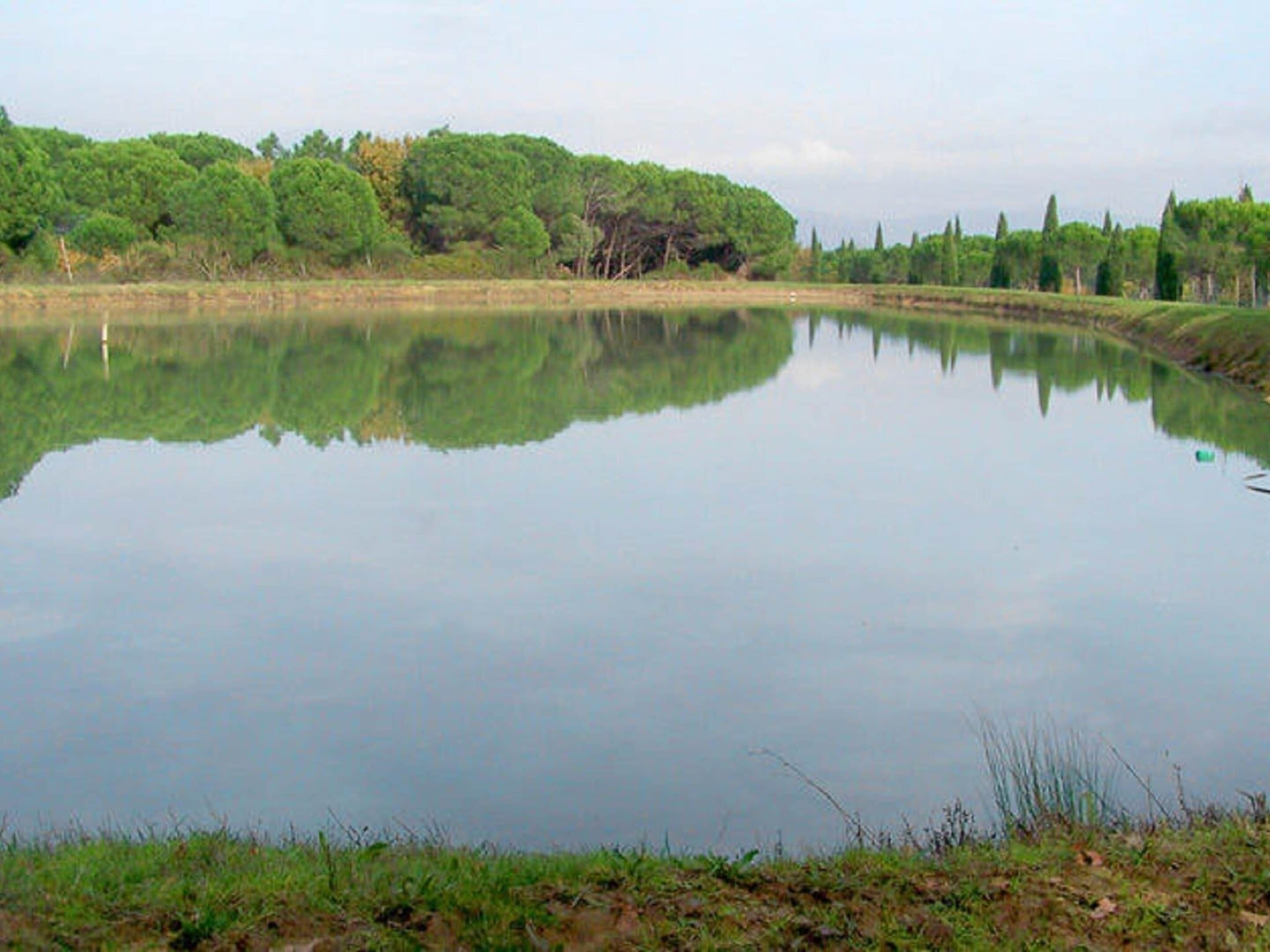Un lac paisible, bordé d’une rive herbeuse et entouré d’arbres.
