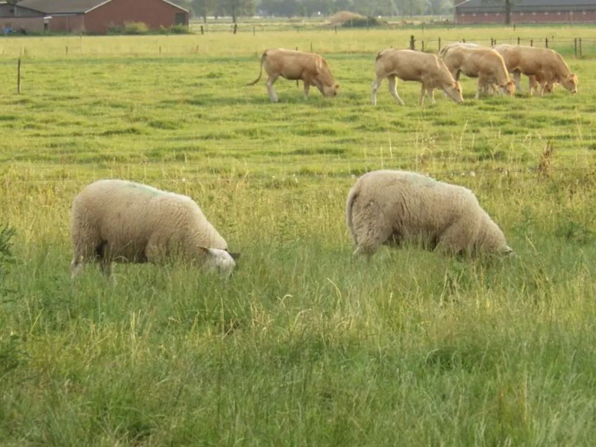 A grassy field with sheep grazing, a red barn in the background, and a fence surrounding the area.