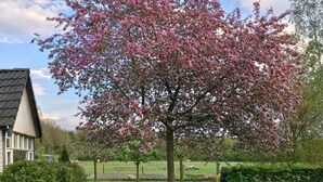 Un grand arbre aux fleurs roses, situé dans une zone herbeuse, avec une maison en arrière-plan.