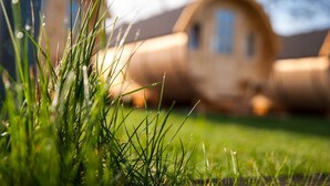 A close-up of green grass with a blurred background featuring a building with a rounded window. - Harmony beim Holzschnitzer (Dreis-Brück)