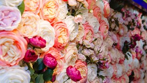 Una pared cubierta de rosas de distintos colores.