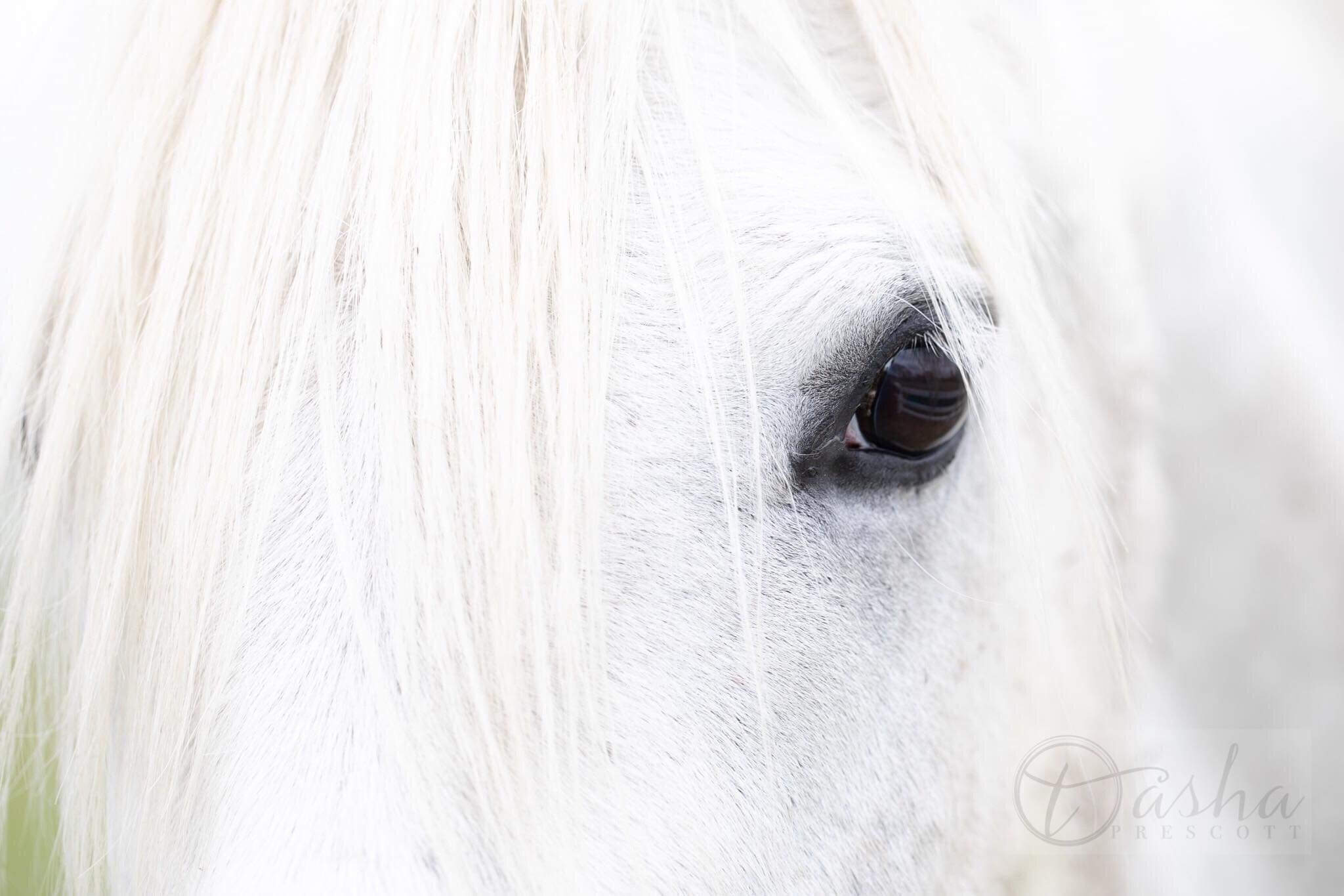 Un primer plano del ojo de un caballo blanco.