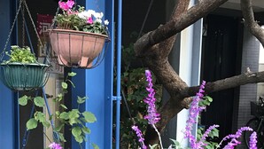 A garden with potted plants and flowers, including a hanging pot with pink flowers and a yellow pot with green foliage. - Sadie's Home (Kawasaki)