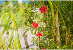 Stroll through the lush garden, surrounded by vibrant hibiscus flowers and a variety of greenery.