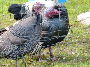 Miscellaneous - Vacation apartment Pferdestall 35145 - Vacation in the countryside - Hagedorn's Ponyhof (Brinkum)