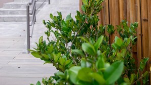 Dobbeltrom – comfort, 1 soverom, ikke-røyk, hageutsikt | Terrasse/patio