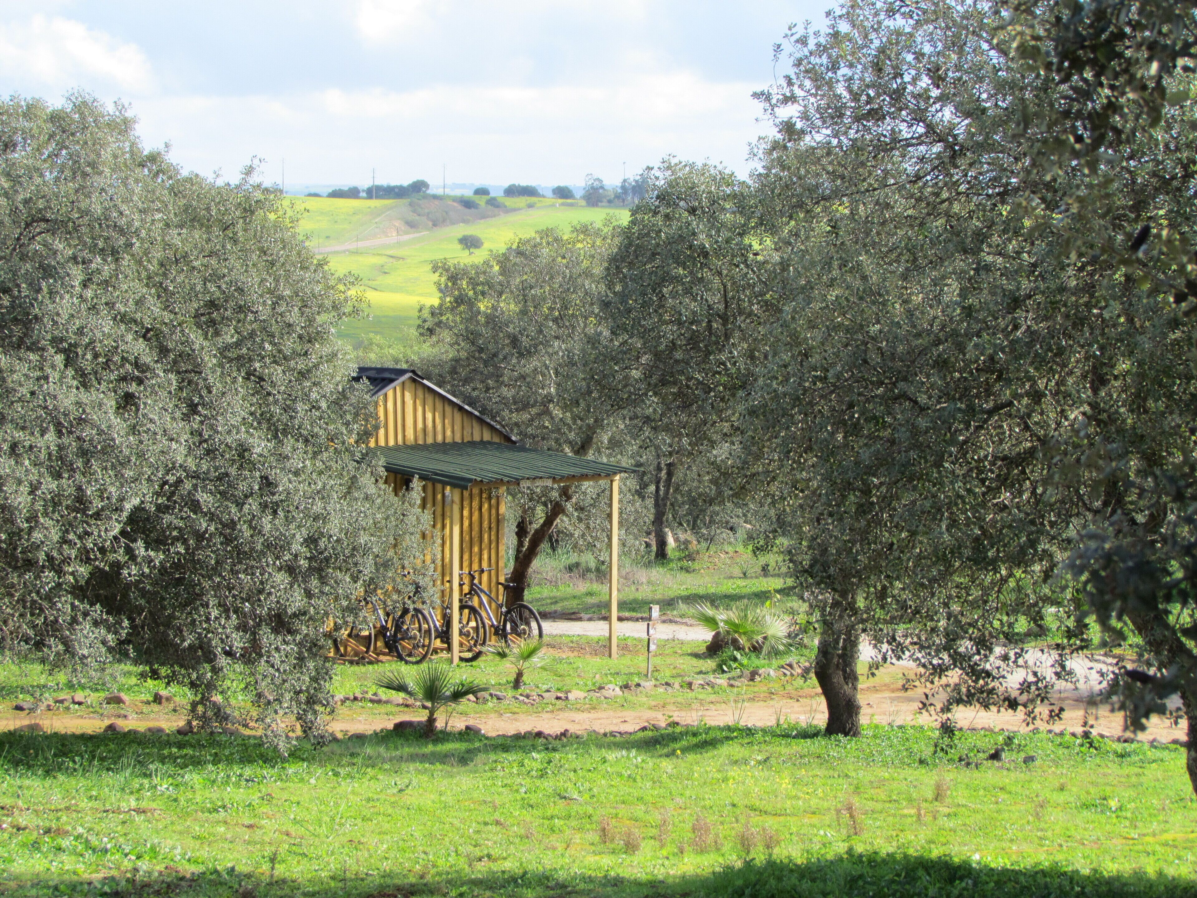A rustic wooden building with a green roof, surrounded by olive trees and a bicycle parked in front.