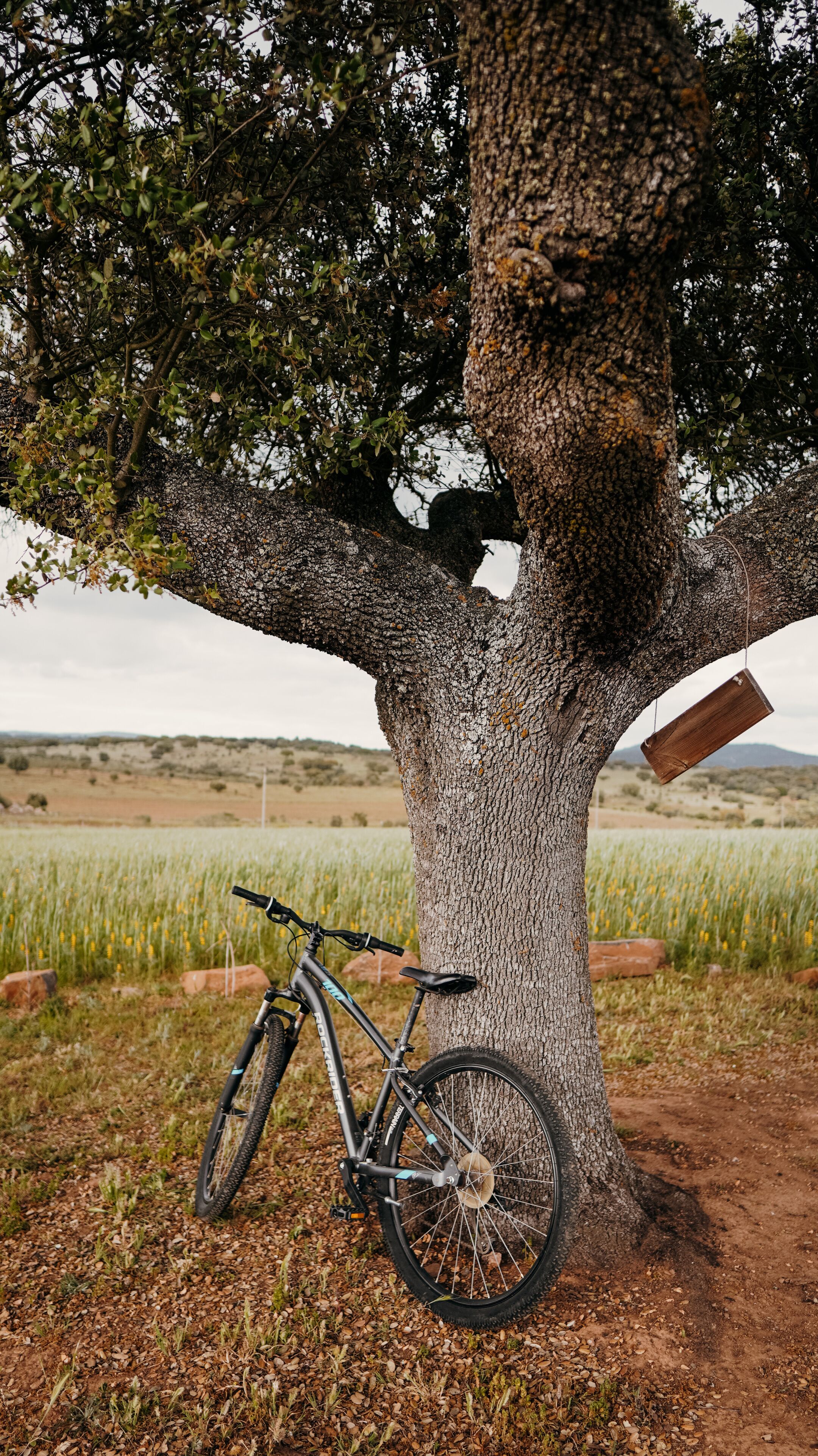 A bicycle parked against a tree in a natural setting with a field in the background.