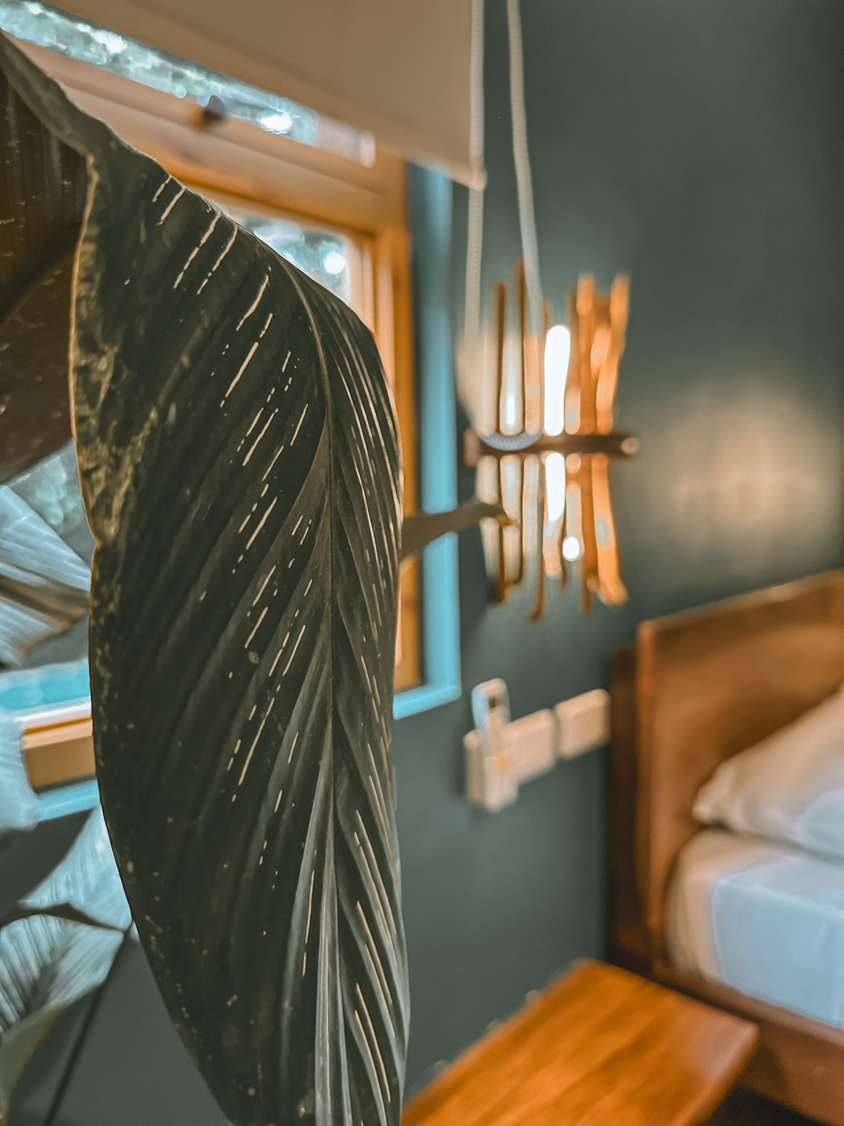 A close-up of a large black leaf, a wooden bedside table, a bed with white bedding, and a wall-mounted light fixture.