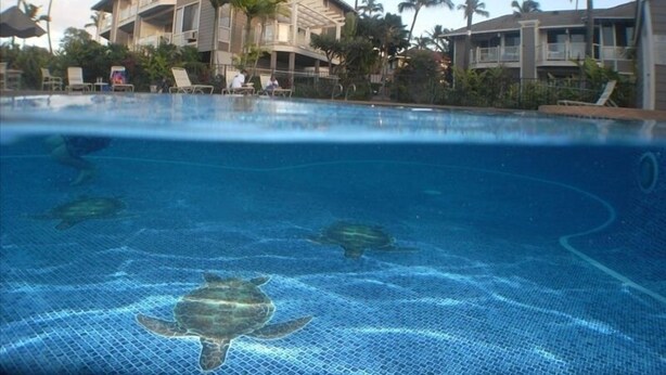 A swimming pool with a turtle, surrounded by palm trees and a building with balconies.