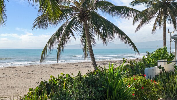 A beach with palm trees and a view of the ocean.