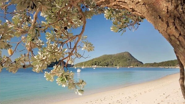 Enjoy a tranquil beach scene with a majestic tree and serene waters.