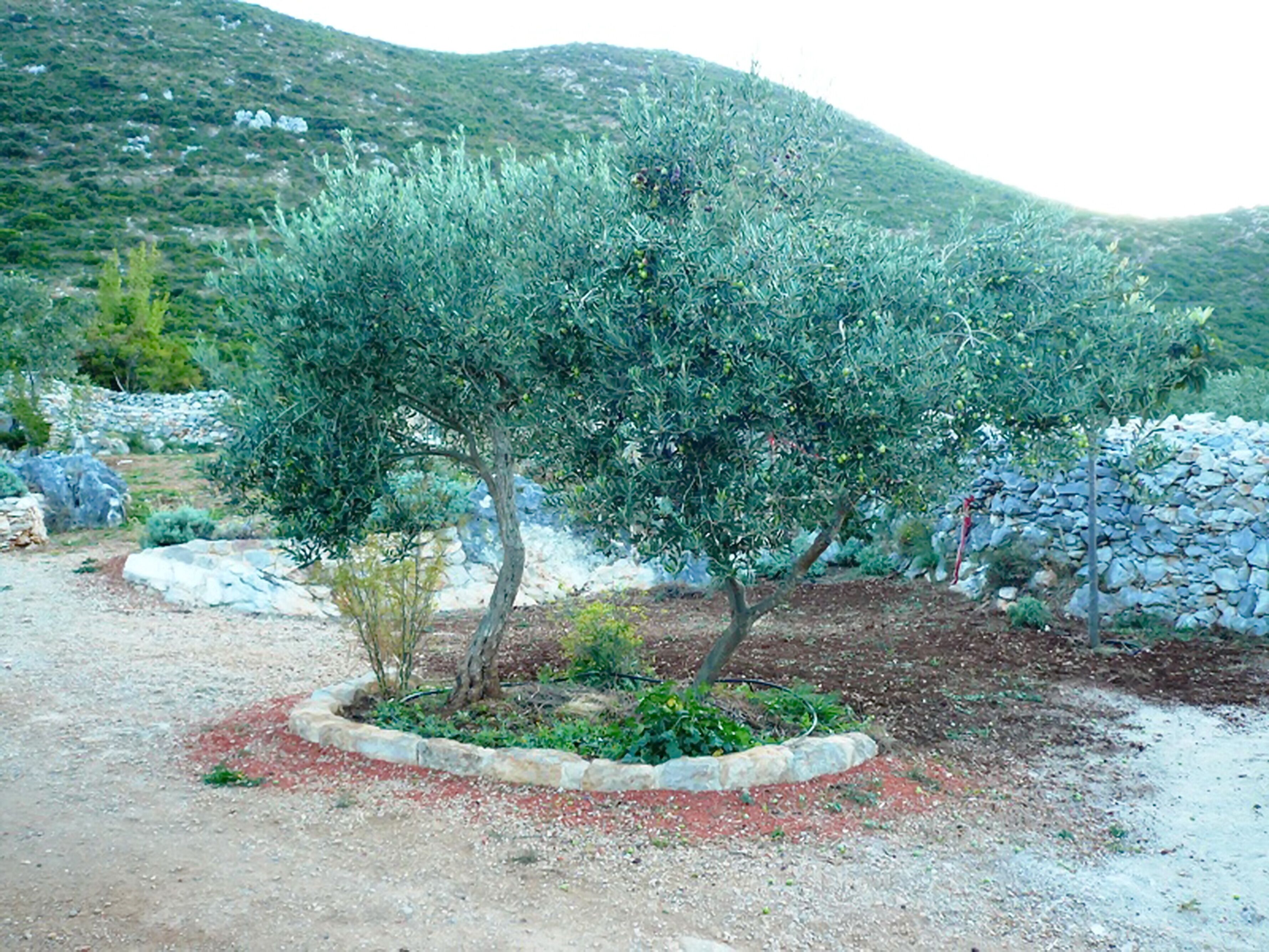 An olive tree in a landscaped area with a stone wall and a hilly background.