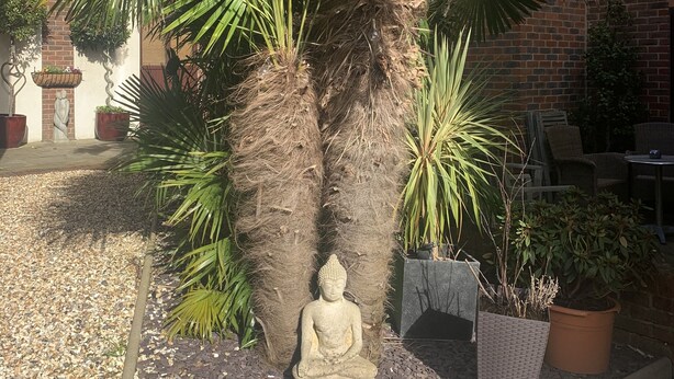 A courtyard with a palm tree, a Buddha statue, and potted plants. - King Canute Apartment - Crown Lettings (Chichester)