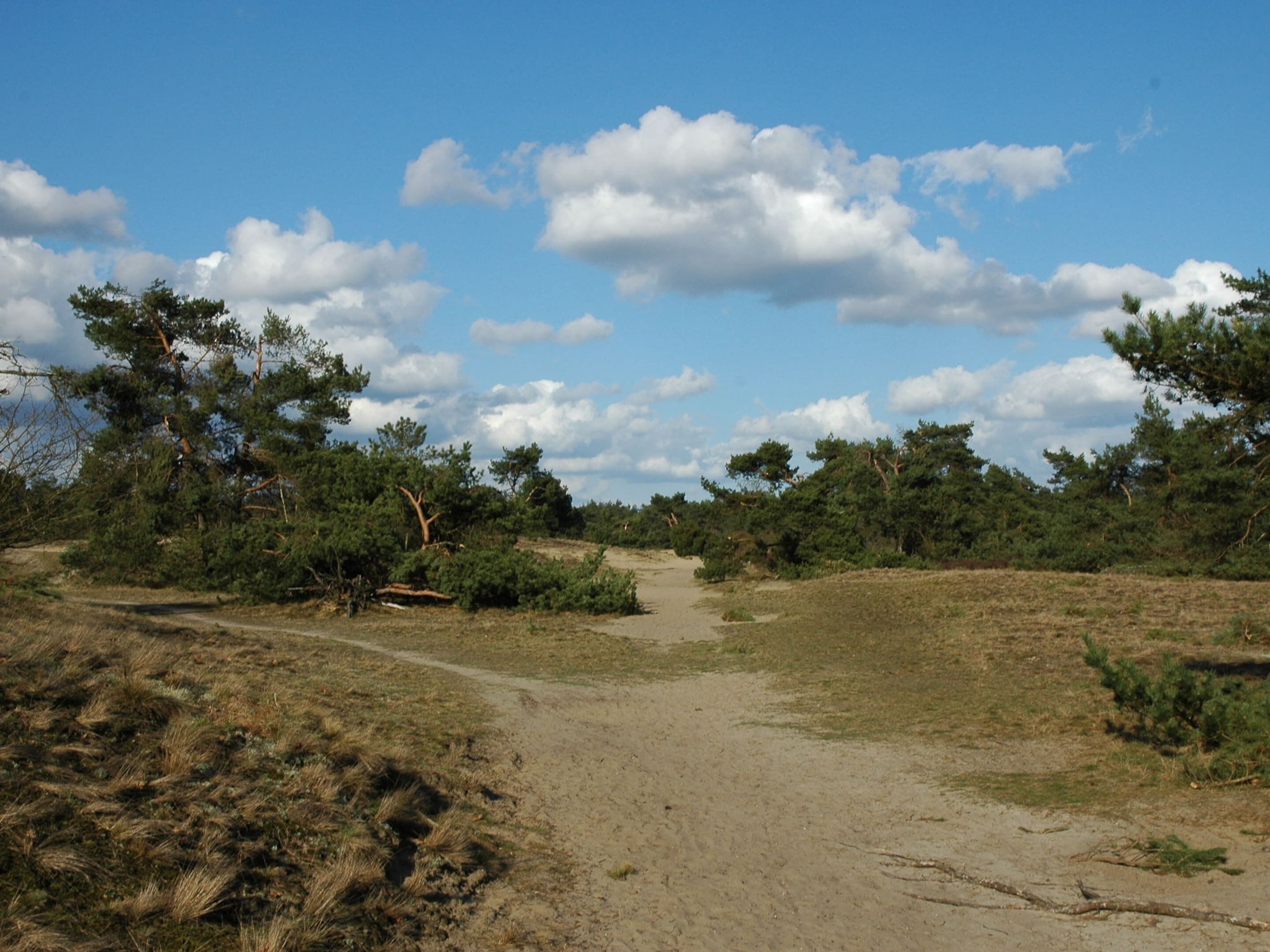 A dirt path leading through a natural landscape with trees and shrubs.