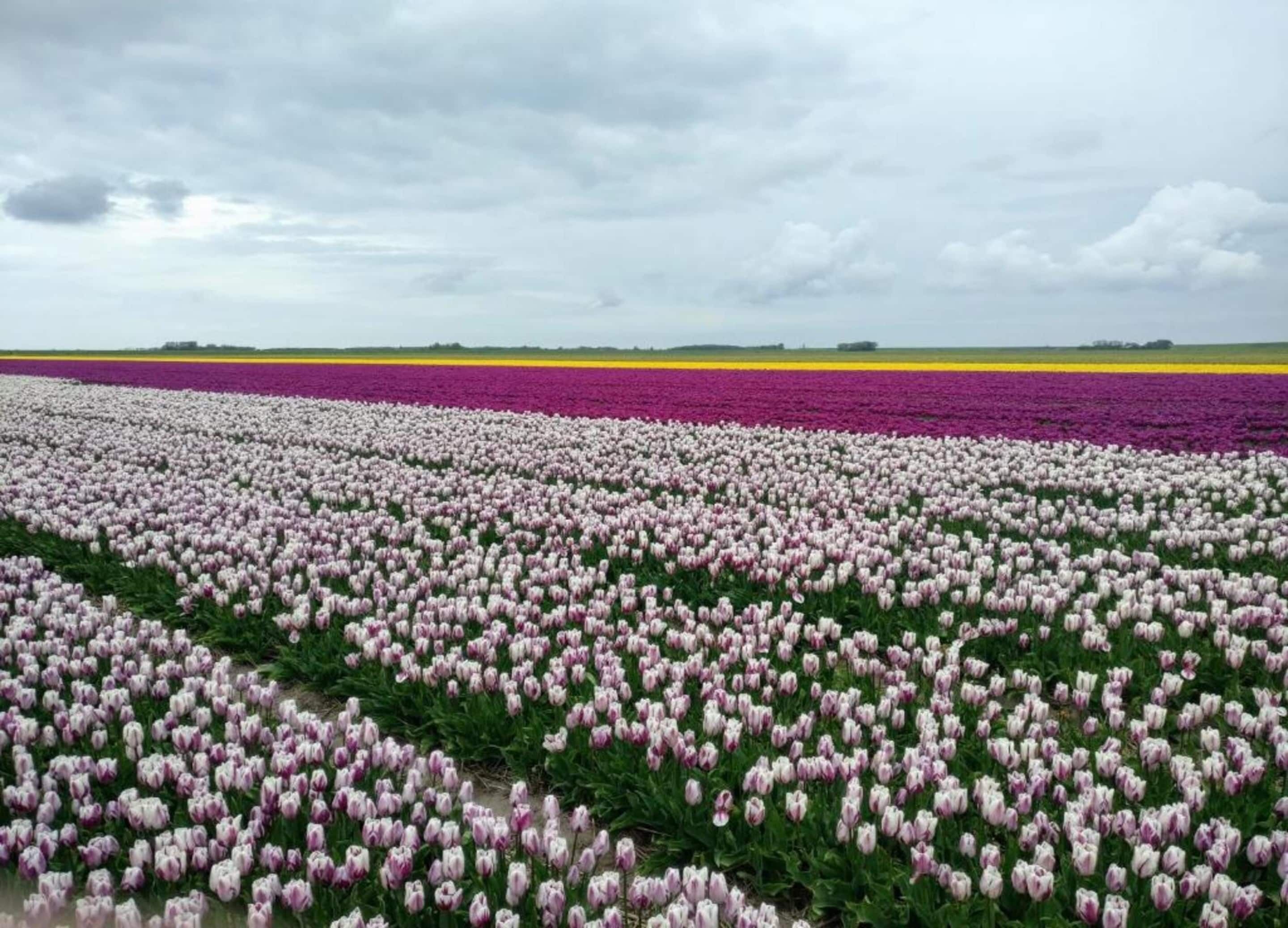 A field of tulips with rows of flowers in various colors.