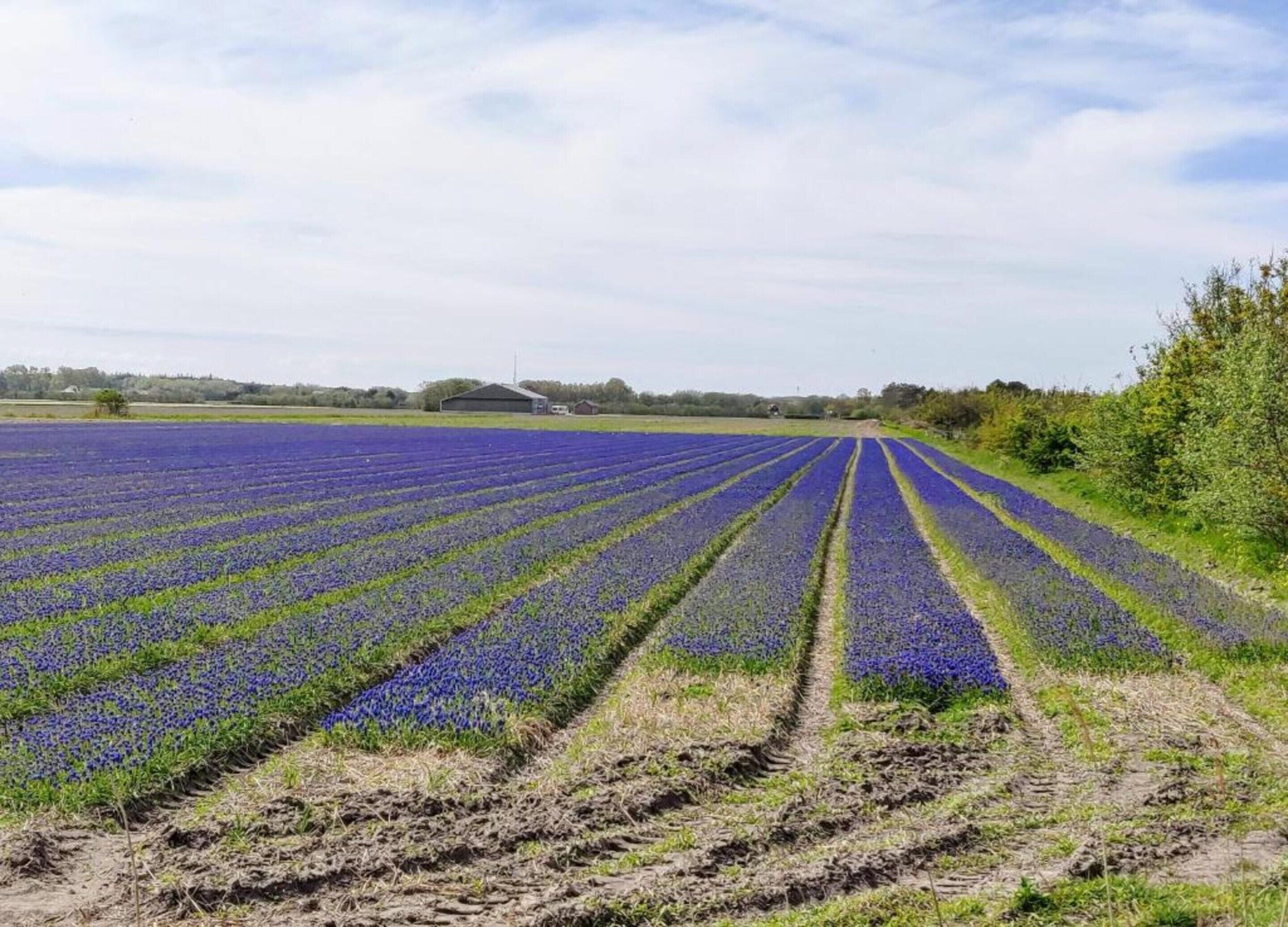 Un campo di lavanda con file di fiori viola.