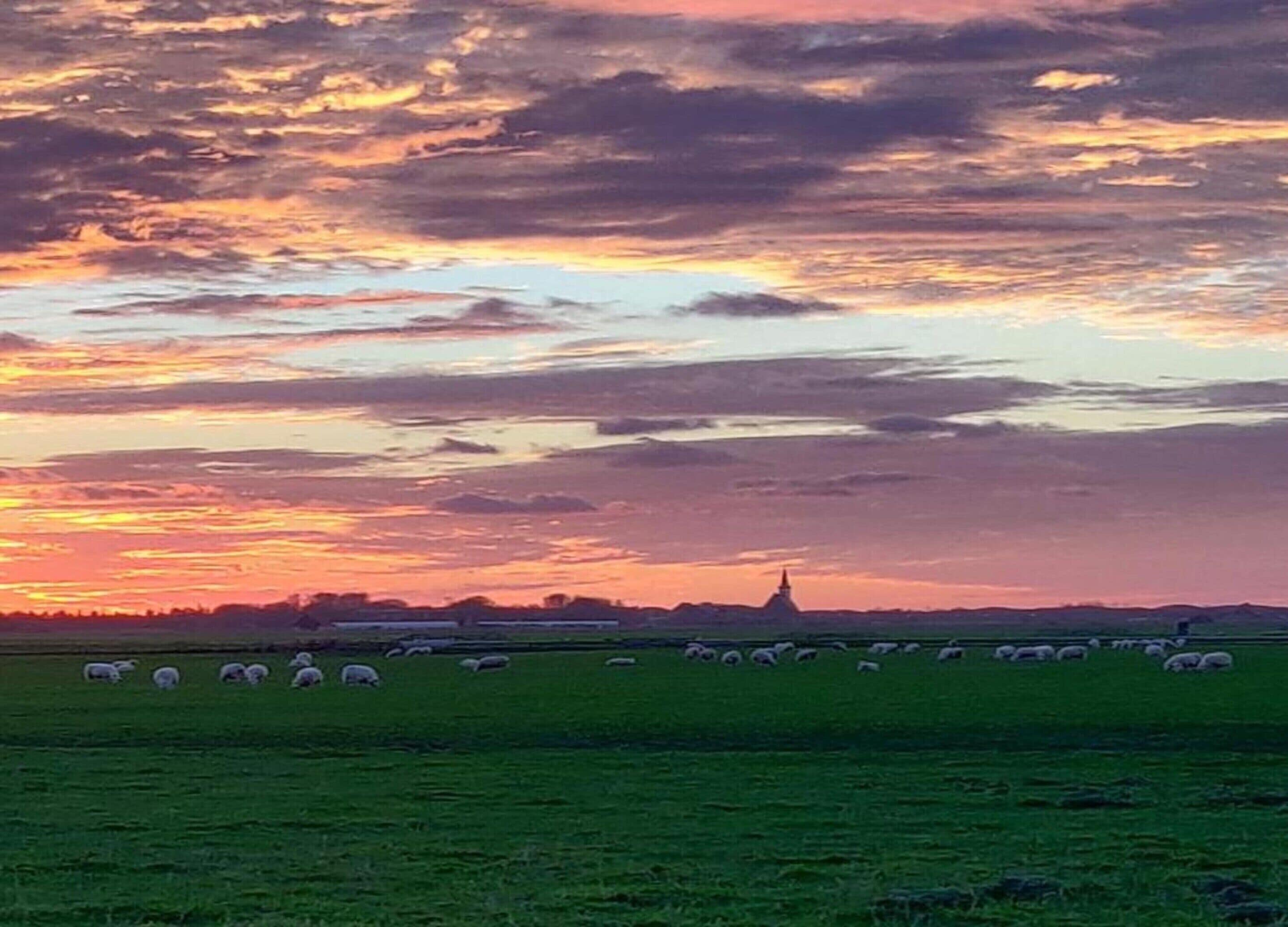 Un atardecer sobre un campo verde con ovejas pastando y un edificio lejano.