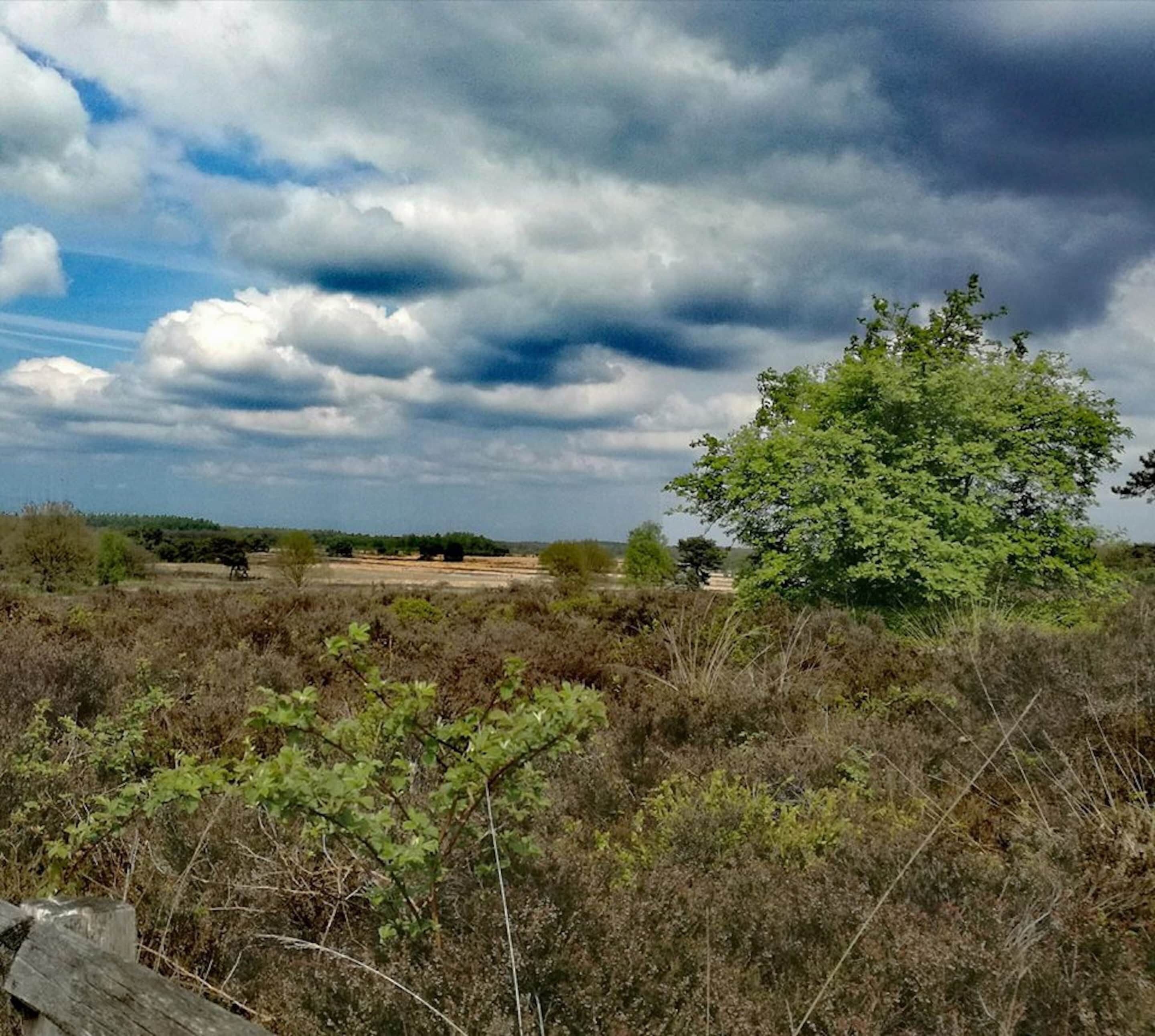 A natural landscape with a prominent tree and a field in the distance under a cloudy sky.