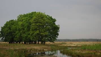 Un gran árbol en un campo con un pequeño estanque al frente.