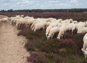 A herd of sheep grazing in a field with a dirt path beside them.