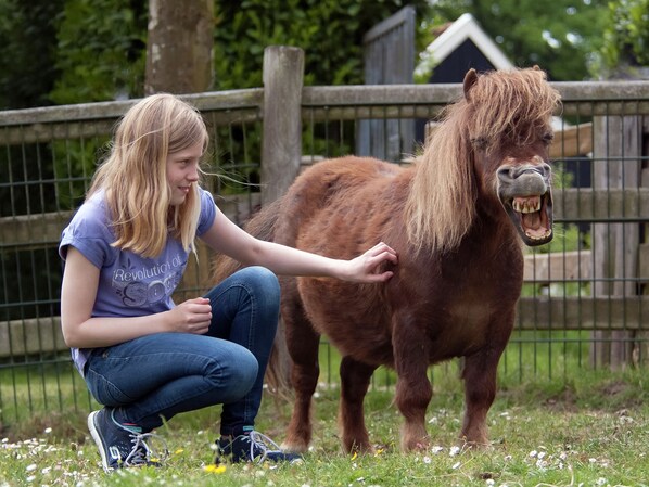 A person crouching next to a small pony with a wooden fence in the background.
