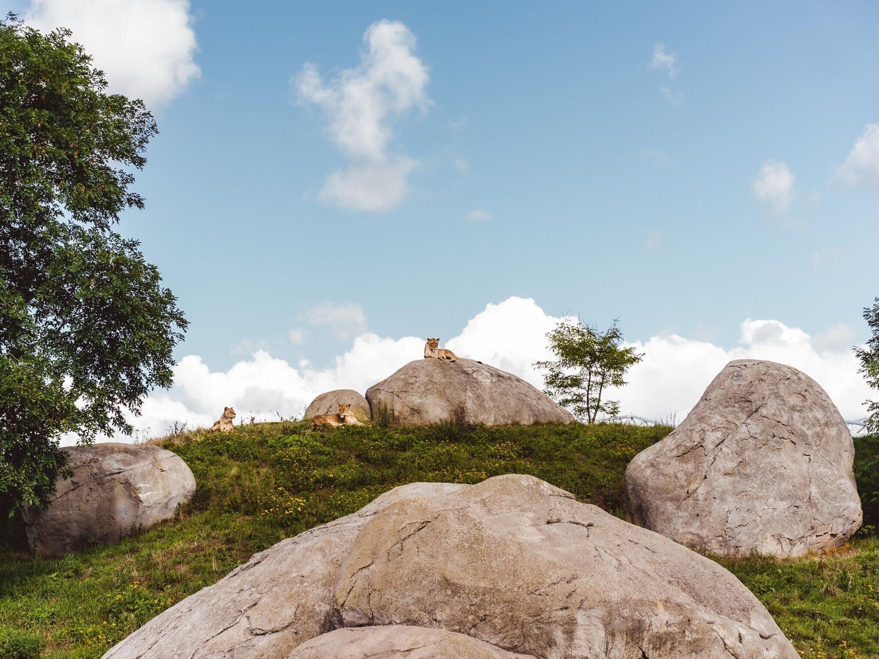 A natural landscape with large rocks and trees.