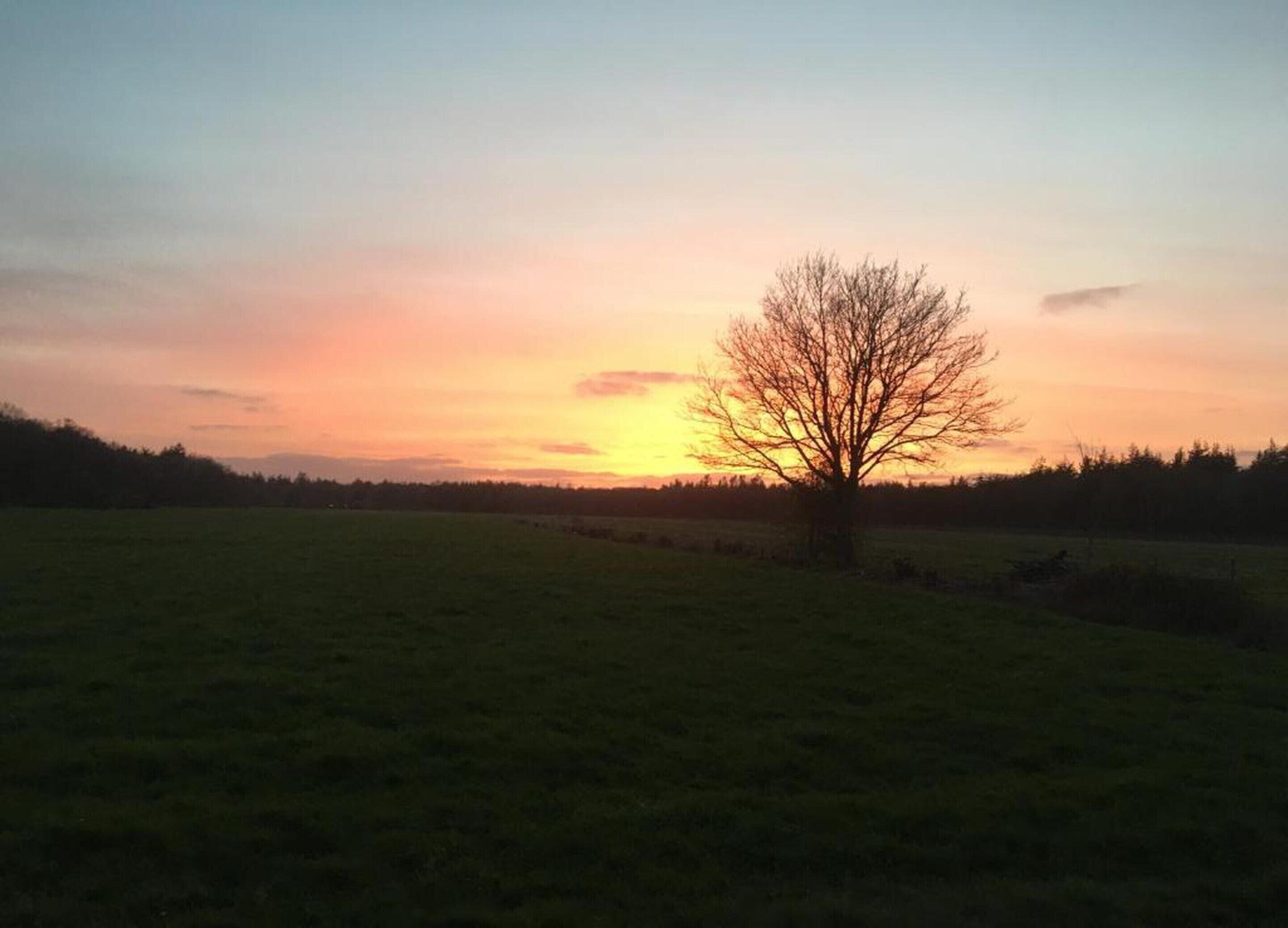 A tree in a field with a sunset in the background.