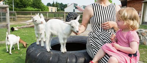 A woman and a child interacting with goats on a grassy area with a tire.
