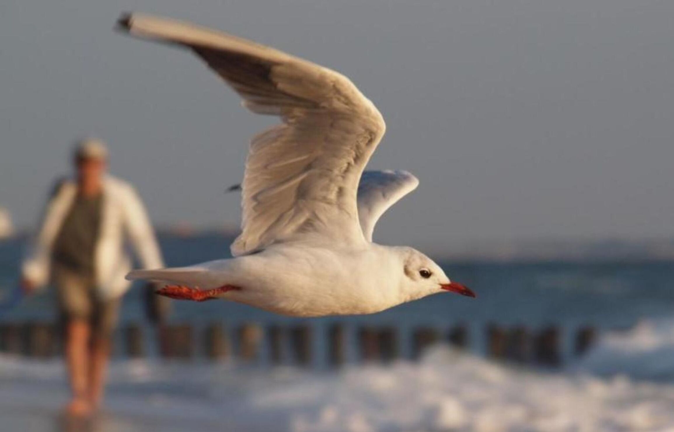 A seagull flying over a snowy landscape with a person in the background.