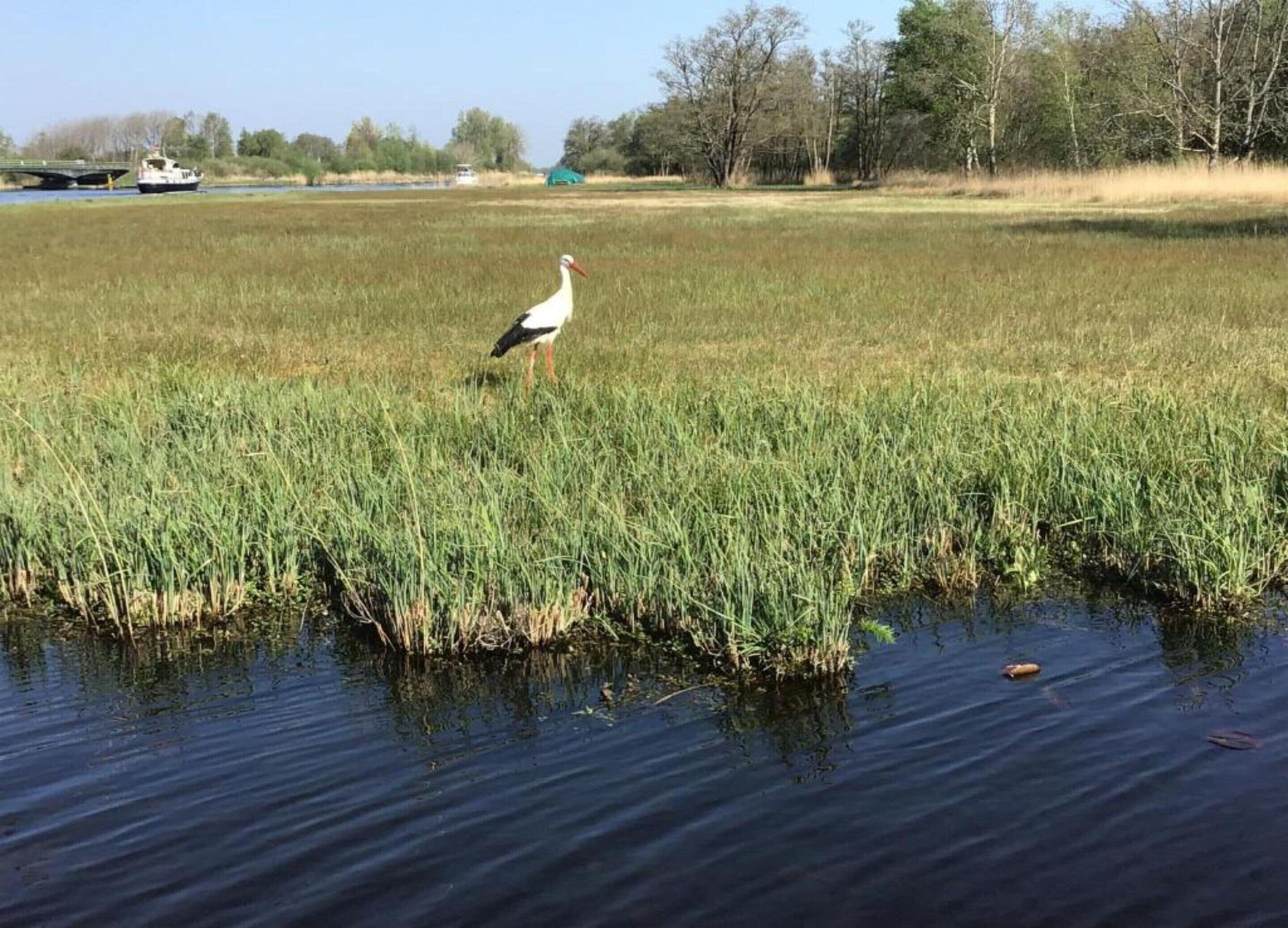 A stork standing in a marshy area with water and tall grass.