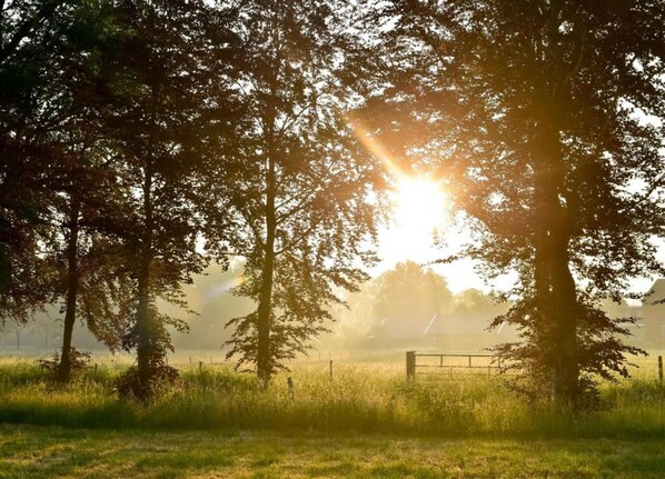 A rural landscape with trees, a fence, and a field.