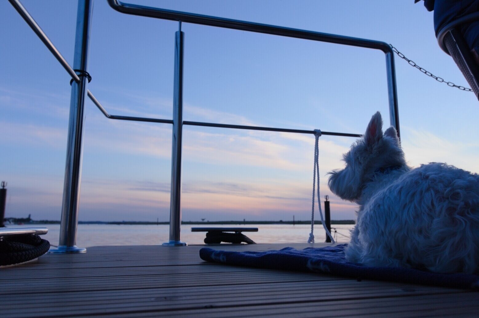 En hund sidder på en terrasse med gelændringer og udsigt til vandet.